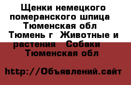 Щенки немецкого померанского шпица - Тюменская обл., Тюмень г. Животные и растения » Собаки   . Тюменская обл.